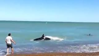 Orcas sorprenden a un turista en Puerto Madryn [upl. by Euqinwahs862]