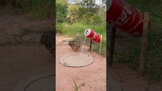 Effective Technique Quail Trap Using Hole youtubeshorts [upl. by Turk]