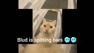 cat screaming into camera but he is spitting bars  grave tyrant [upl. by Ahsenroc]