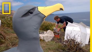 This Plan to Save a Rare Albatross From Extinction Just Might Work  National Geographic [upl. by Evets]