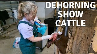 Dehorning Show Cattle [upl. by Sternlight659]