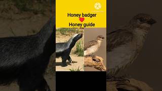 🦡Honey badger [upl. by Sale]