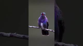 Milky Amazilia or Sapphire or Blue Breast wildlife birds natureshortvideo shorts [upl. by Reerg994]