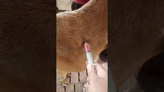 Intramuscular injection in goatgoat treatmentAnorexiacyanocobalamin vet intramuscularinjection [upl. by Yak]