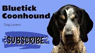 Bluetick Coonhound Breed Everything You Need to Know  Complete Guide and Tips [upl. by Ryhpez87]