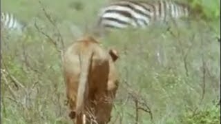 Zebra Hunting  5 Big Cats and a Camera  BBC Studios [upl. by Hgielsa319]