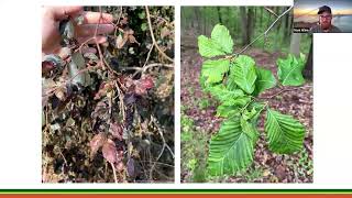 Systemic Beech Leaf Disease Management Protocol [upl. by Glarum]