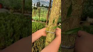 Very best tutorial grafting dendrobium orchid plant so simple tips for your plant short plants [upl. by Rehpinej]