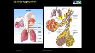 Embriologia do Sistema Respiratório VÍDEO AULA [upl. by Soirtimid]