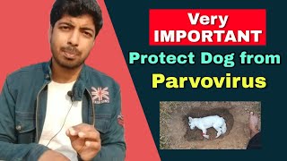 Important  How to Protect your dog from Canine PARVOVIRUS 🔥 [upl. by Radley652]