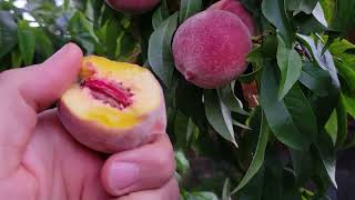 Early Elberta Peach Tree Heavy harvest been harvesting for 6 weeks [upl. by Flannery]