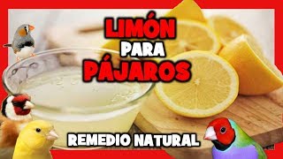 LIMON para CANARIOS y PAJAROS EXOTICOS 🐤 REMEDIOS CASEROS para CANARIOS PERIQUITOS JILGUEROS [upl. by Odarbil]