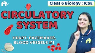 Circulatory System Class 6 ICSE Biology  Selina Chapter 6  Heart Pacemaker Blood Vessels 1 [upl. by Rowney]