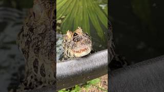 Frog or Gator short shorts animal wildlife nature crocodile frog reptiles alligator [upl. by Gnivri901]