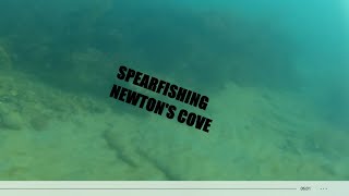 Spearfishing UK Newtons Cove March 2021 [upl. by Fania640]