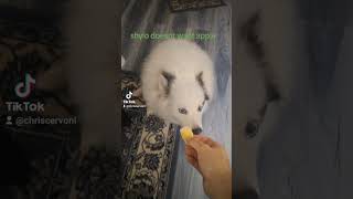 Shylo dogsofyoutube dogsyourfriendsforever cute pets [upl. by Aikemaj]