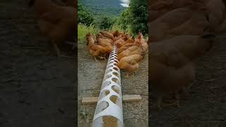 Comedero Casero Para Gallinas 🐔❤️shortsvideochikenfarm [upl. by Bobina415]