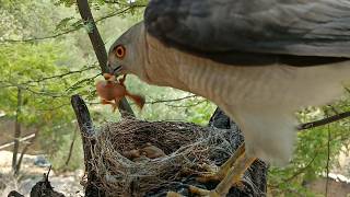 Falcon bird attacked the babies of black drongo bird AnimalsandBirds107 [upl. by Ailgna]