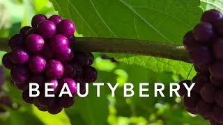 Beautyberry  Florida Native Plants Landscaping [upl. by Nylaroc]