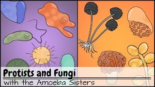 Protists and Fungi [upl. by Sioled909]