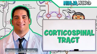 Neurology  Descending Tracts Corticospinal Tract [upl. by Greene922]