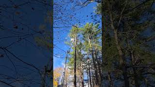 Dances with pines arborist husqavarna maine tree treecare shorts removal [upl. by Pren]