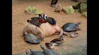 Why Do Animals Like Capybaras So Much [upl. by Kcirdnekel]