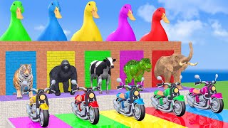 5 Giant Duck Cow Elephant Tiger Gorilla Dinosaur Sheep Transfiguration funny animal 2023 [upl. by Ylaek]