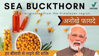 Sea Buckthorn Benefits In Hindi  What is sea buckthorn Vestige sea Buckthorn [upl. by Akimert]