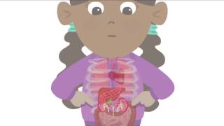 BBC Learning  Major Organs of the Human Body [upl. by Enidan521]