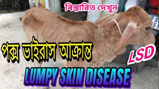 Lumpy Skin Disease LSD Pox Virus Infection Cow  Nodule Lumpy Skin of Cattle  Cow Pox গরুর পক্স [upl. by Kannav]