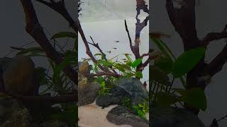 Sundadanio Axelrodi Neon blue Rasbora [upl. by Anniram]