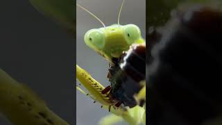 Praying mantis eating time lapse ALIEN INSECT youtubeshorts lmantis bug insect nature subs [upl. by Araz64]