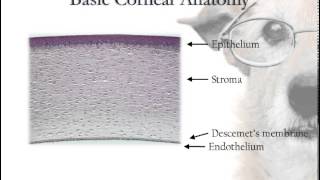 Corneal Anatomy [upl. by True]