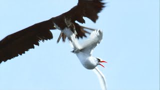 Sea Birds Battle In The Air For Fish  Life  BBC Earth [upl. by Brittni]