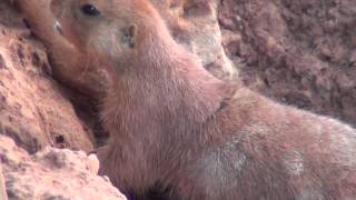 Prairie Dogs Barking [upl. by Yanej]