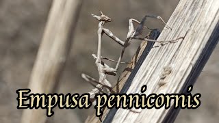 Эмпуза перистоусая Empusa pennicornis Чечня [upl. by Aiuqes]