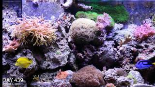 Reef Aguarium 2 year time lapse video in HD [upl. by Agathe]