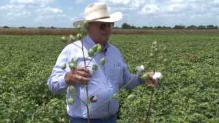 Cotton Growers Find Success Controlling Cotton Root Rot With TOPGUARD Fungicide [upl. by Carita445]