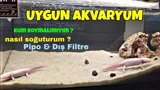 AXOLOTL AKVARYUMU NASIL OLMALI  AXOLOTL İÇİN UYGUN AKVARYUM KOŞULLARI [upl. by Mazel]