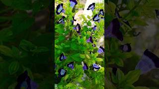 torenia flower 💐💐torenia plantmanojgardenflowersgardenfloweringplanttorenia [upl. by Anelra]