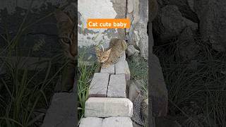 Cat cute baby trending youtube shrot goviral [upl. by Casanova930]