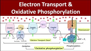 Electron Transport amp Oxidative Phosphorylation  Mitochondrial Respiration  Biochemistry Basics [upl. by Kurtis]