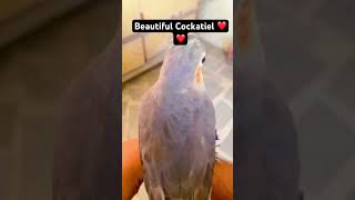 Cockatiel ❤️❤️ birds budgiecolony birdbreeding parrot budgienation [upl. by Libbi]