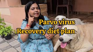 പാർവോ വൈറസ് വന്നാൽ എന്ത് കൊടുക്കണം  parvo virus recovery diet plan parvovirus dogs labrador [upl. by Odnalref]