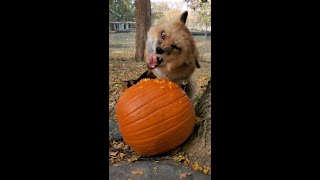 Finnegan Fox REALLY loves pumpkins [upl. by Shaffert821]