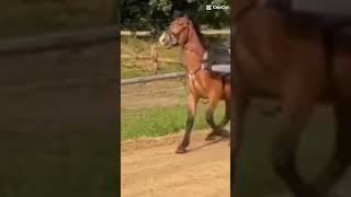 ☠️☠️☠️☠️ horse equestrian riding [upl. by Ydnyc191]