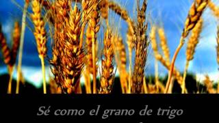 Como el grano de trigo [upl. by Jordanson158]