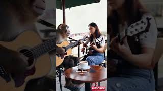 Viral Monyet Main Gitar di Cafe Sama Wanita Cantik empudstudioai empudstudiogrup shorts [upl. by Suzanne]