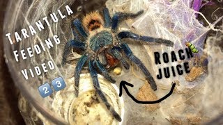 Tarantula Feeding Video 23  Why I dont film slings [upl. by Eycats512]